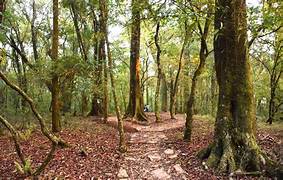 Mawphlang Sacred Grove Tour